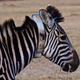 Rhino poaching: IBM’s Watson, MTN cellular network, Wageningen University research and zebras used to prevent illegal poaching at Welgevonden Game Reserve